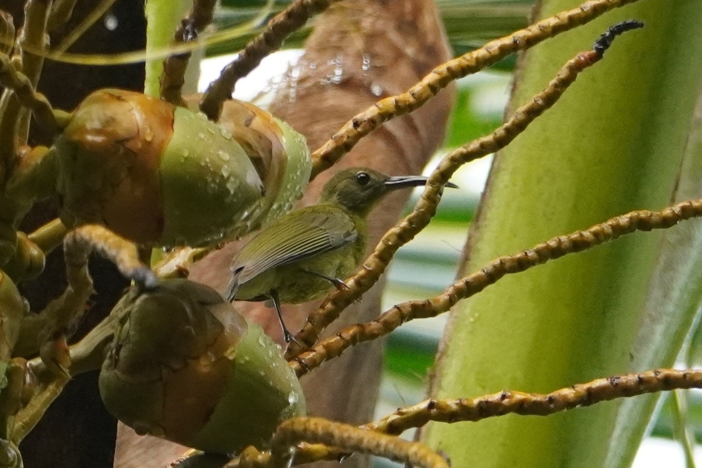 Yellow-bellied Longbill (Toxorhamphus novaeguineae), photo 3