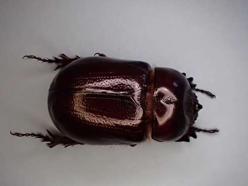 Semanopterus solidus