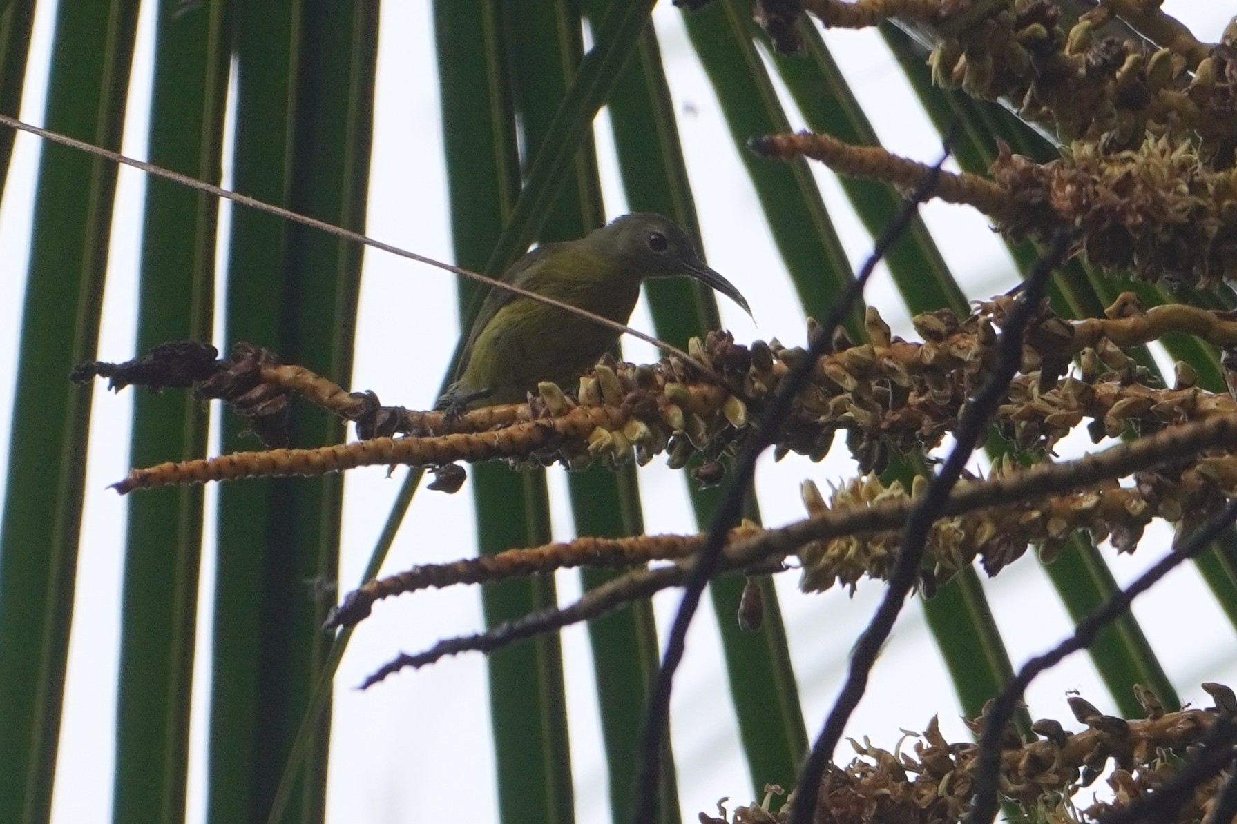 Yellow-bellied Longbill (Toxorhamphus novaeguineae), photo 4