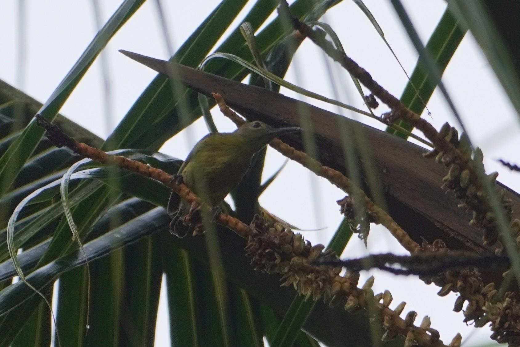 Yellow-bellied Longbill (Toxorhamphus novaeguineae), photo 5