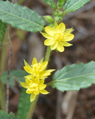 Corchorus asplenifolius