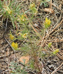 Cordylanthus wrightii