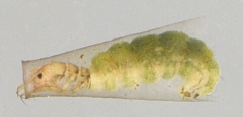 Oxyethira velocipes