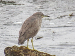 Nycticorax nycticorax obscurus