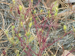 Cordylanthus wrightii