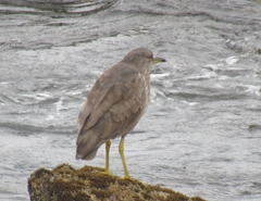 Nycticorax nycticorax obscurus