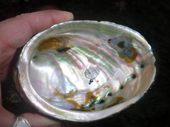 Haliotis cracherodii