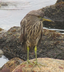 Nycticorax nycticorax obscurus
