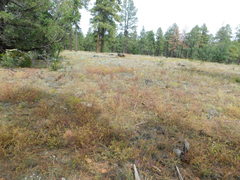 Cordylanthus wrightii