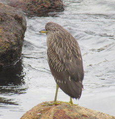 Nycticorax nycticorax obscurus