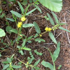 Corchorus asplenifolius