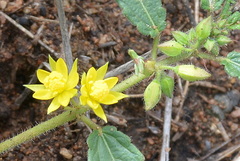 Corchorus asplenifolius