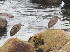 Nycticorax nycticorax obscurus