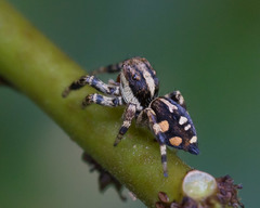 Phiale guttata