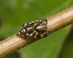 Phiale guttata