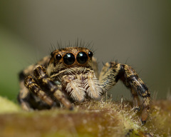 Phiale guttata