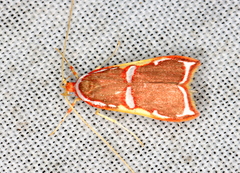 Barantola pulcherrima