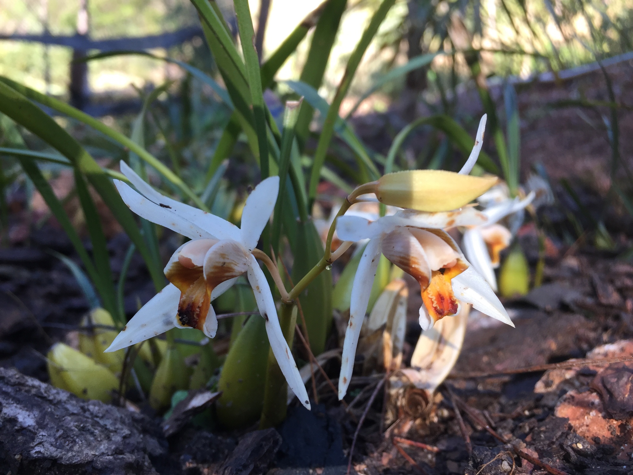 Imagem de Orquídea-cabeluda