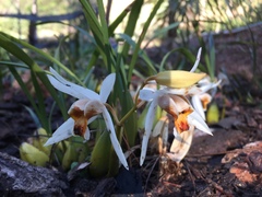 Coelogyne viscosa