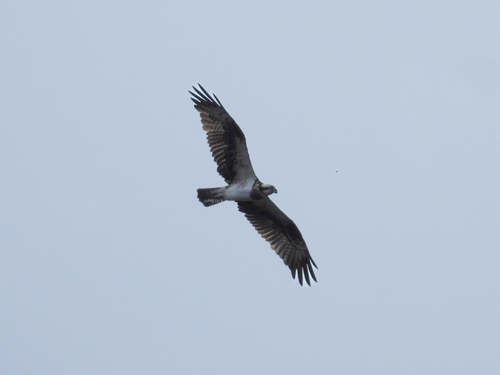 Pandion haliaetus (Linnaeus, 1758)
