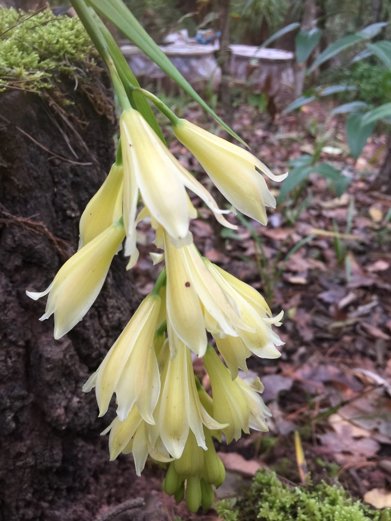 Cyperorchis