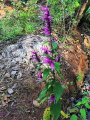 Salvia iodantha