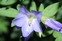 Polemonium foliosissimum