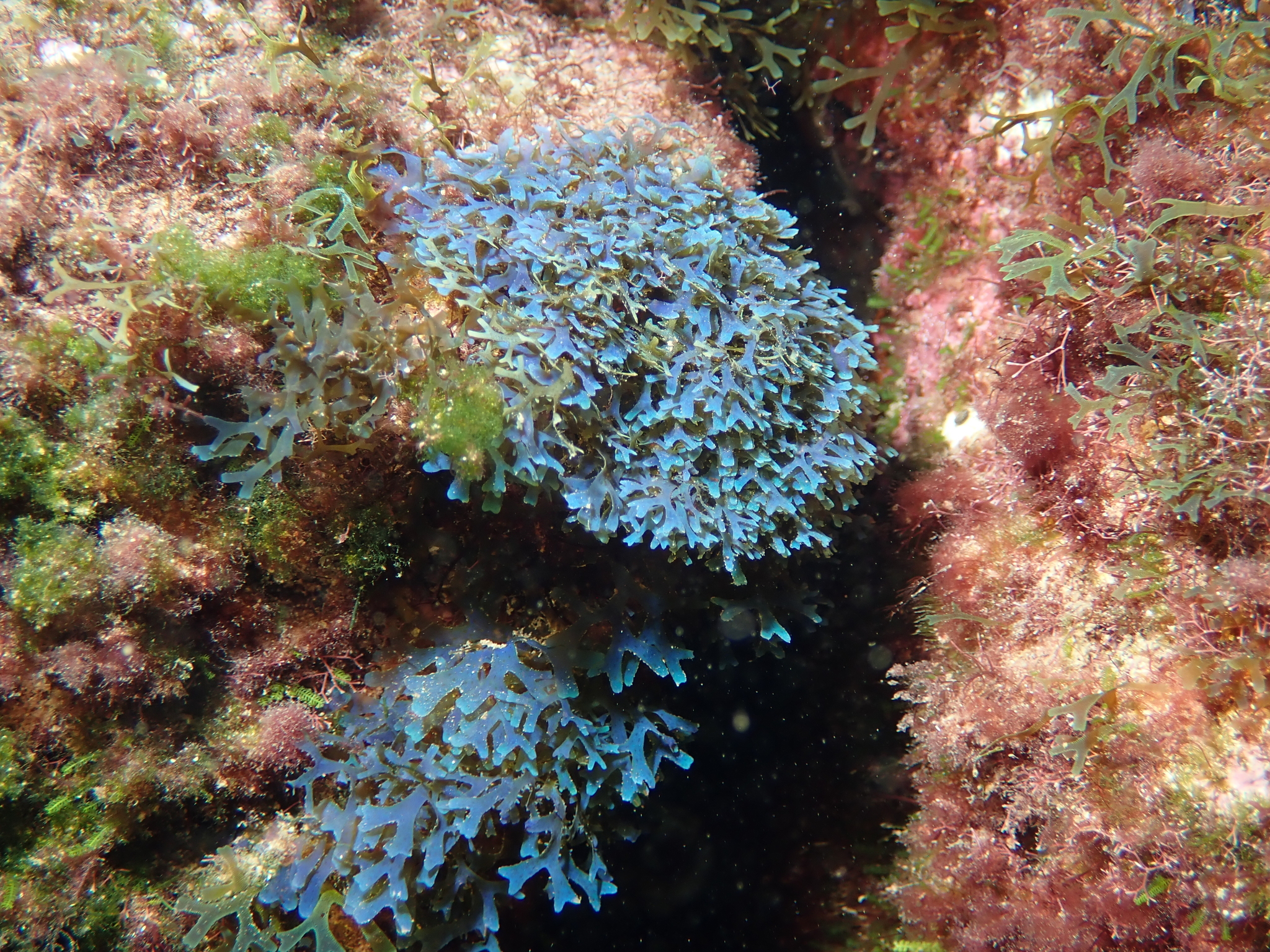 Dictyota humifusa