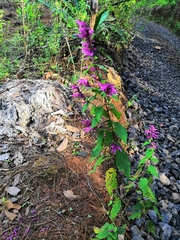Salvia iodantha