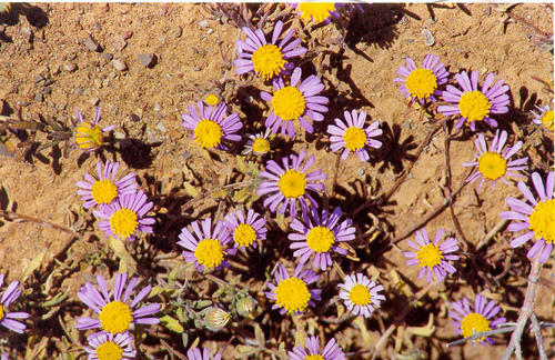 Felicia australis