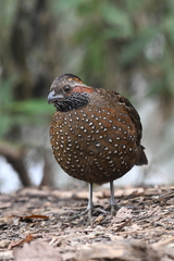 Spotted Wood-Quail photo 1