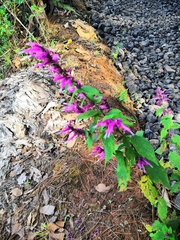 Salvia iodantha