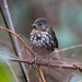 Aleutian Sooty Fox Sparrow - Photo (c) Ken Chamberlain, some rights reserved (CC BY-NC), uploaded by Ken Chamberlain