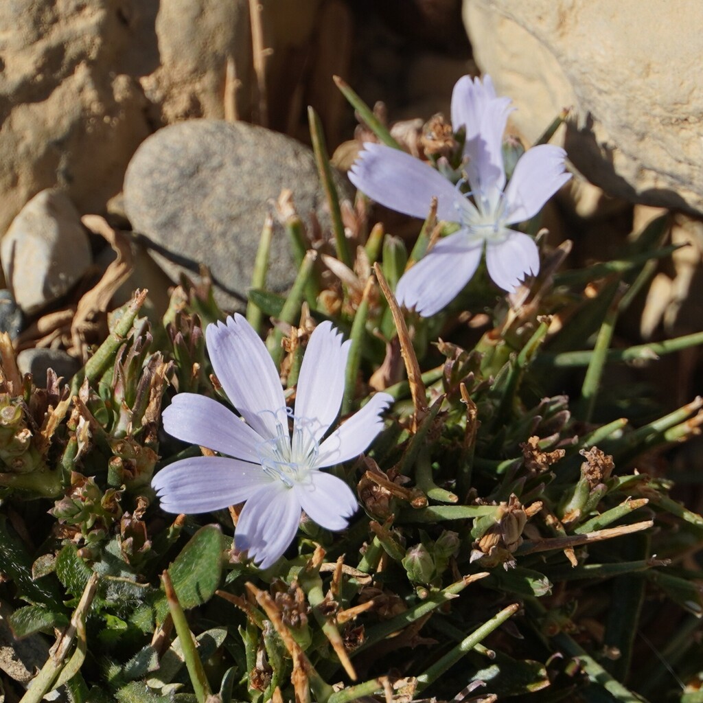 Cichorium spinosum; photograph (c) nbasargin, some rights reserved (CC BY)