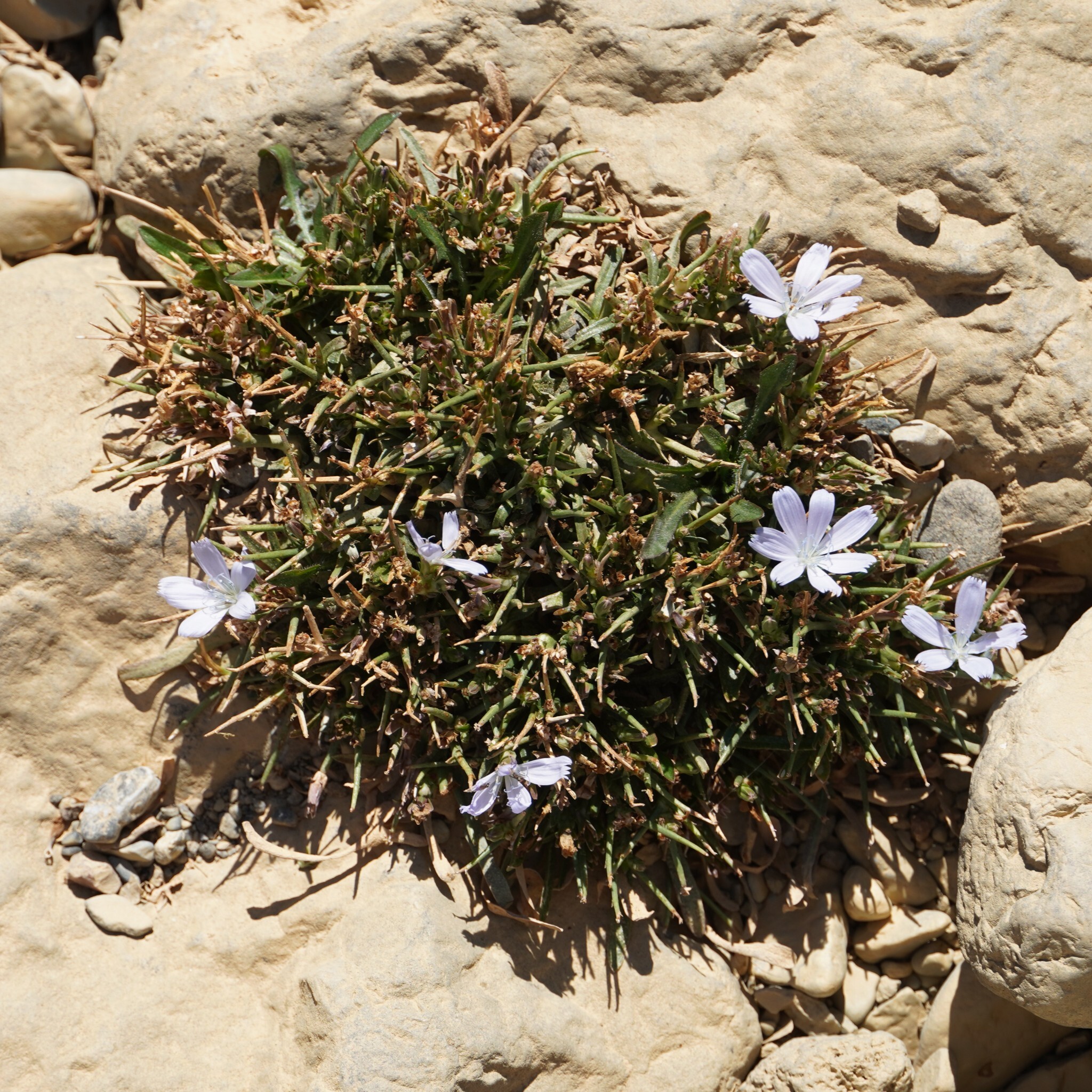 Spiny Chicory (Cichorium spinosum)
