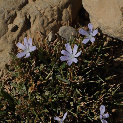 Cichorium spinosum, photograph 4