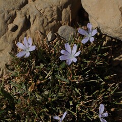 (c) nbasargin, some rights reserved (CC BY) Cichorium spinosum, photograph (c) nbasargin, some rights reserved (CC BY)