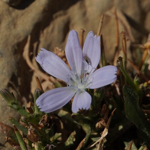Cichorium spinosum, photograph 3