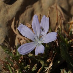 (c) nbasargin, some rights reserved (CC BY) Cichorium spinosum, photograph (c) nbasargin, some rights reserved (CC BY)