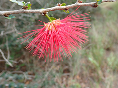 Calliandra purpurea