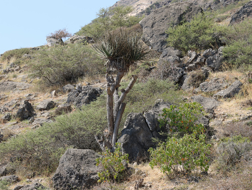 Dracaena serrulata, photograph 4