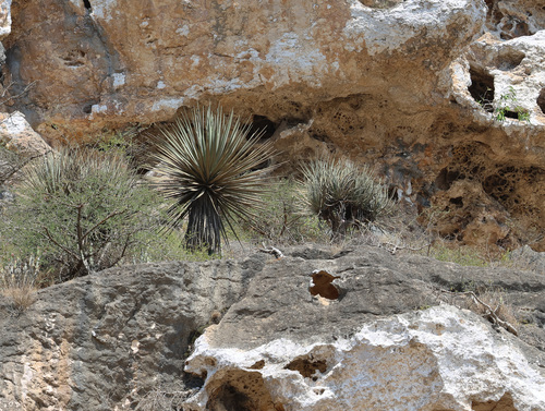 Dracaena serrulata, photograph 5