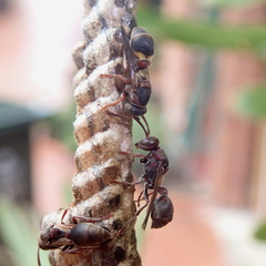 Ropalidia revolutionalis