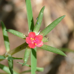 Portulaca kermesina
