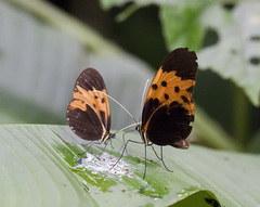 Melinaea marsaeus mothone