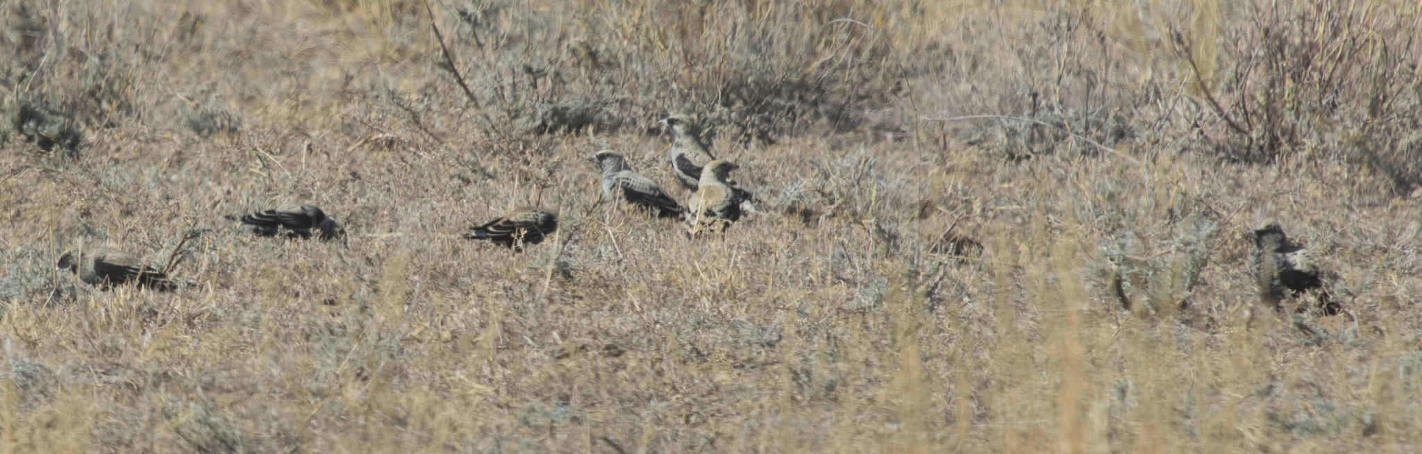 Black Lark (Melanocorypha yeltoniensis)