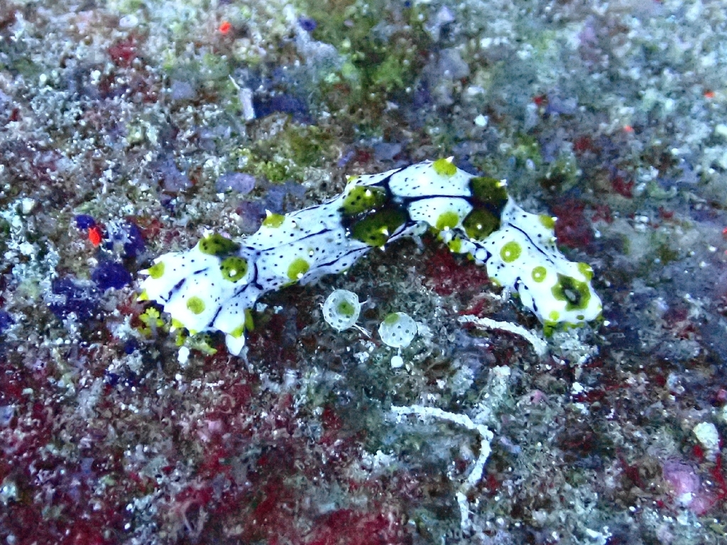 Graeffe's Sea Cucumber (Pearsonothuria graeffei) - recorded at Nudibranch Mangroves And Reef