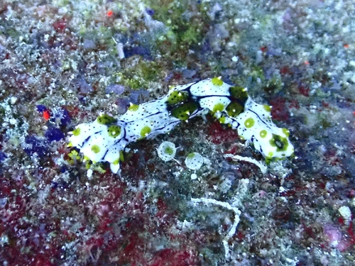 Graeffe's Sea Cucumber (Pearsonothuria graeffei)