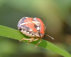 Bolbocoris rufus