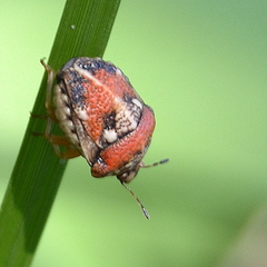 Bolbocoris rufus